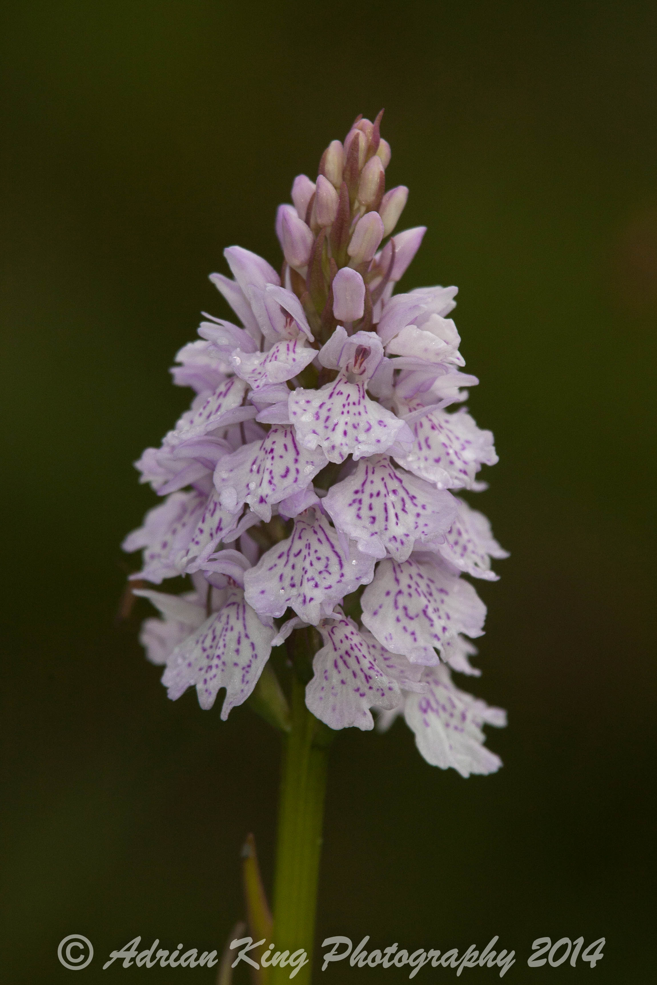 20140609_(Applemore Orchids)_1835