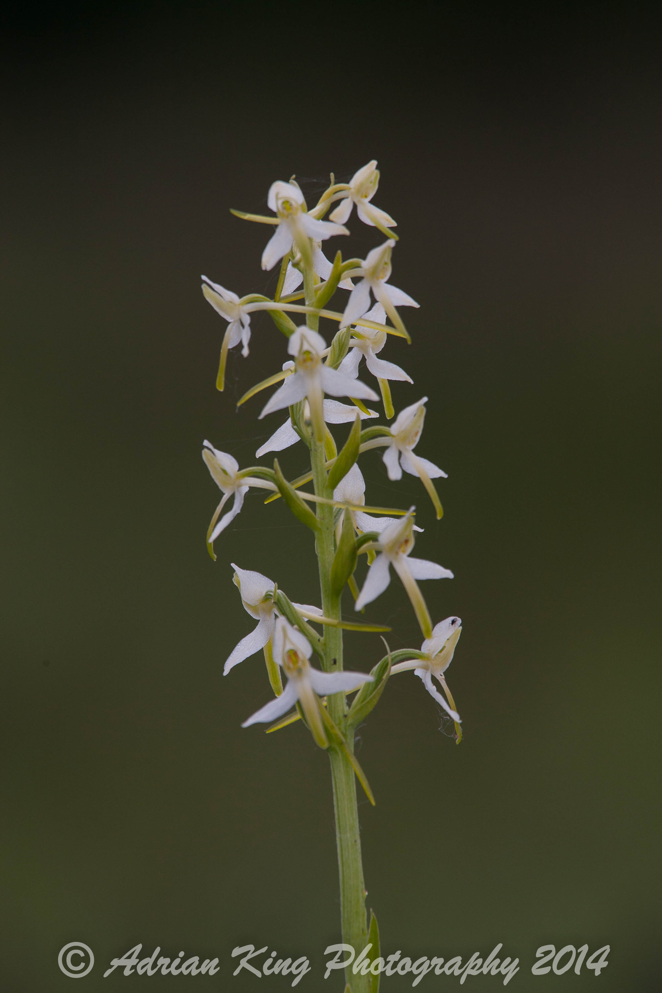 20140609_(Holmsley Orchids)_1858