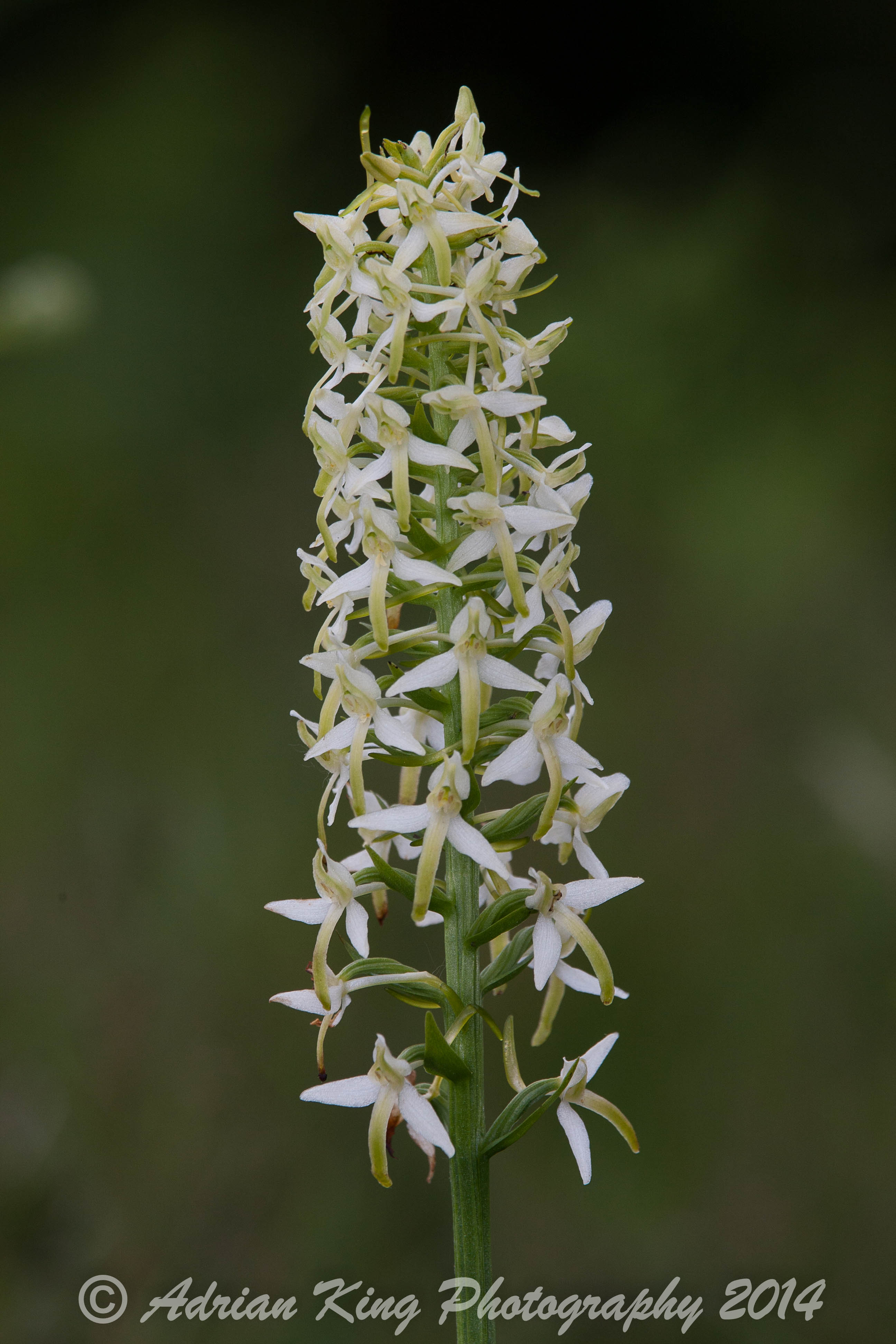 20140609_(Holmsley Orchids)_1877