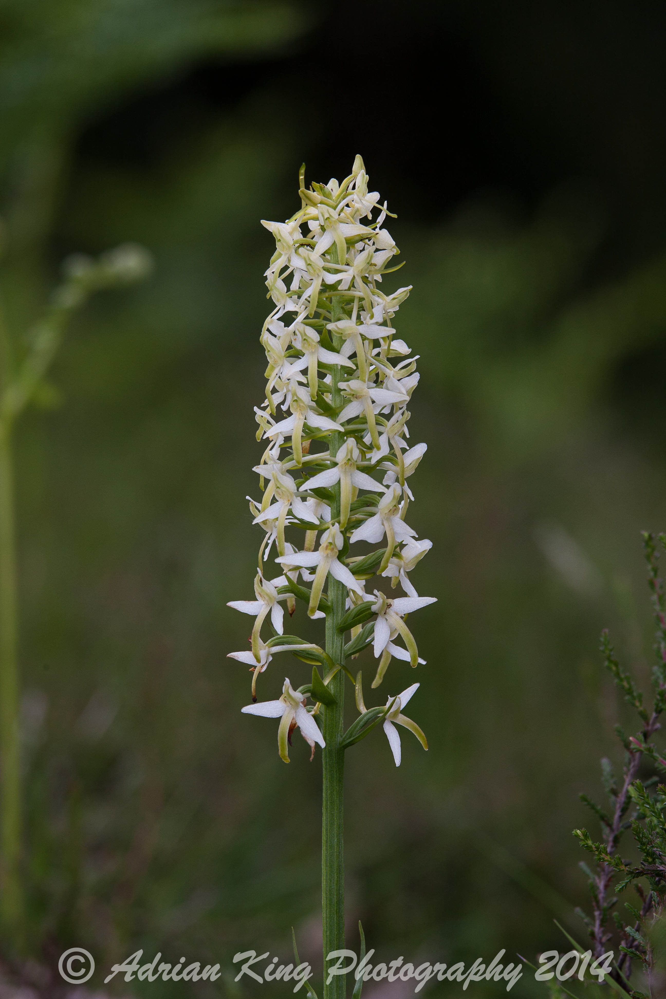 20140609_(Holmsley Orchids)_1885