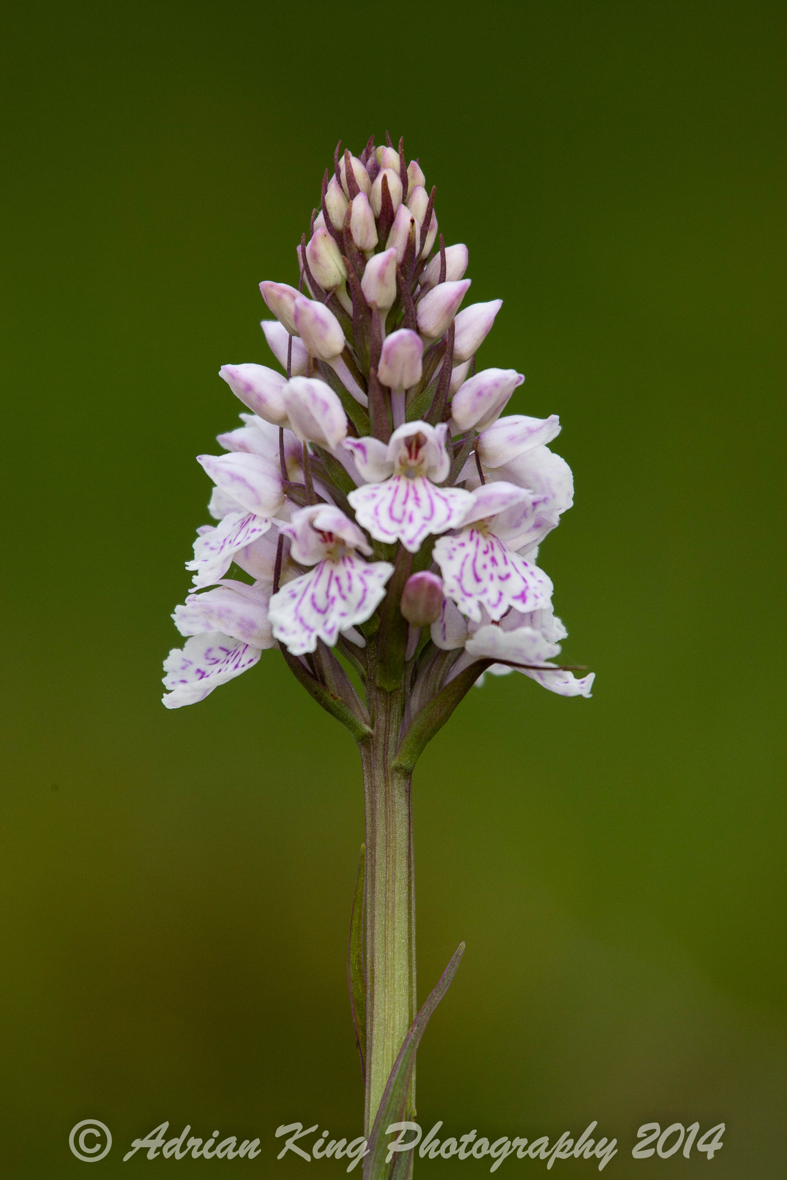 20140609_(Holmsley Orchids)_1893