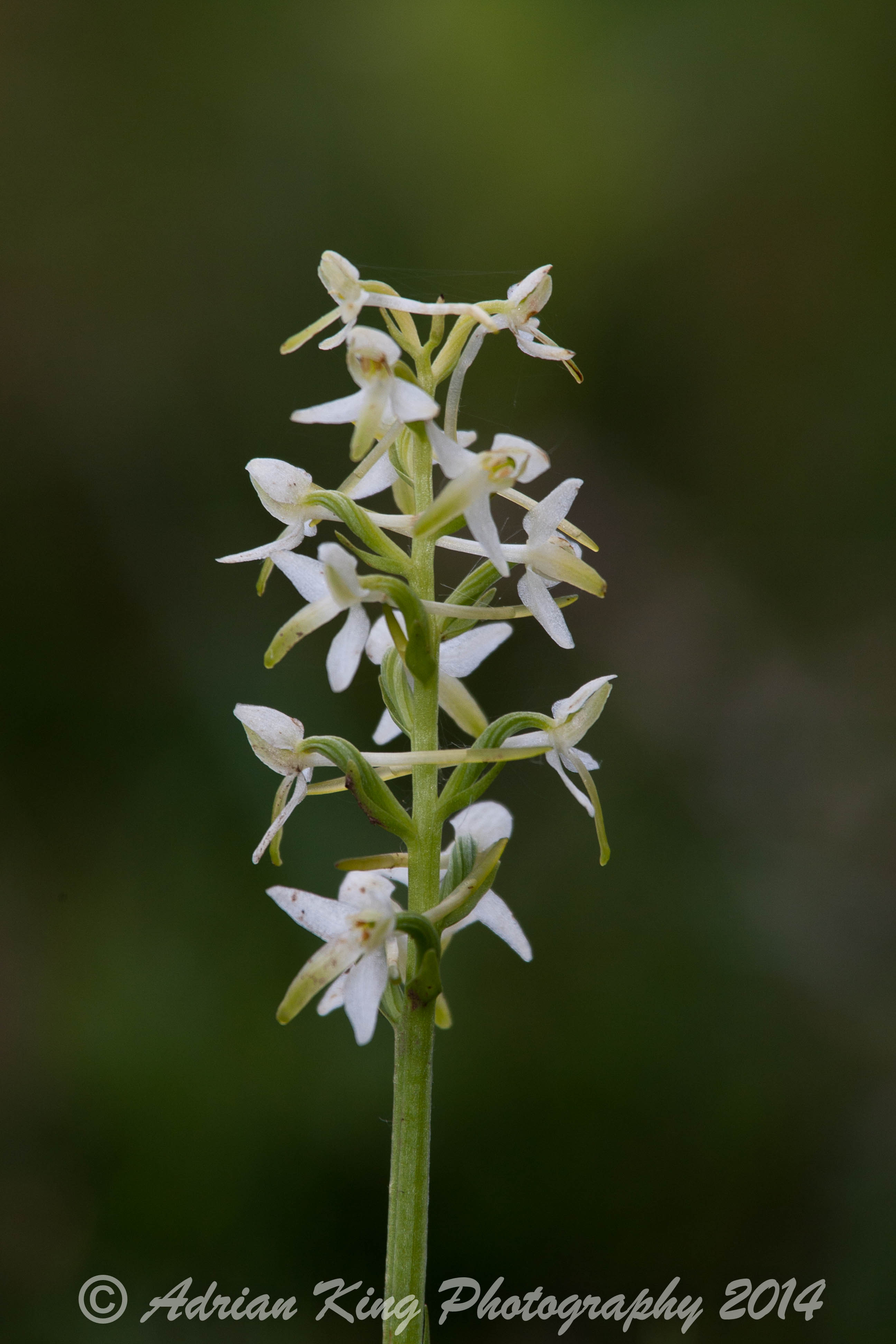20140609_(Holmsley Orchids)_1897