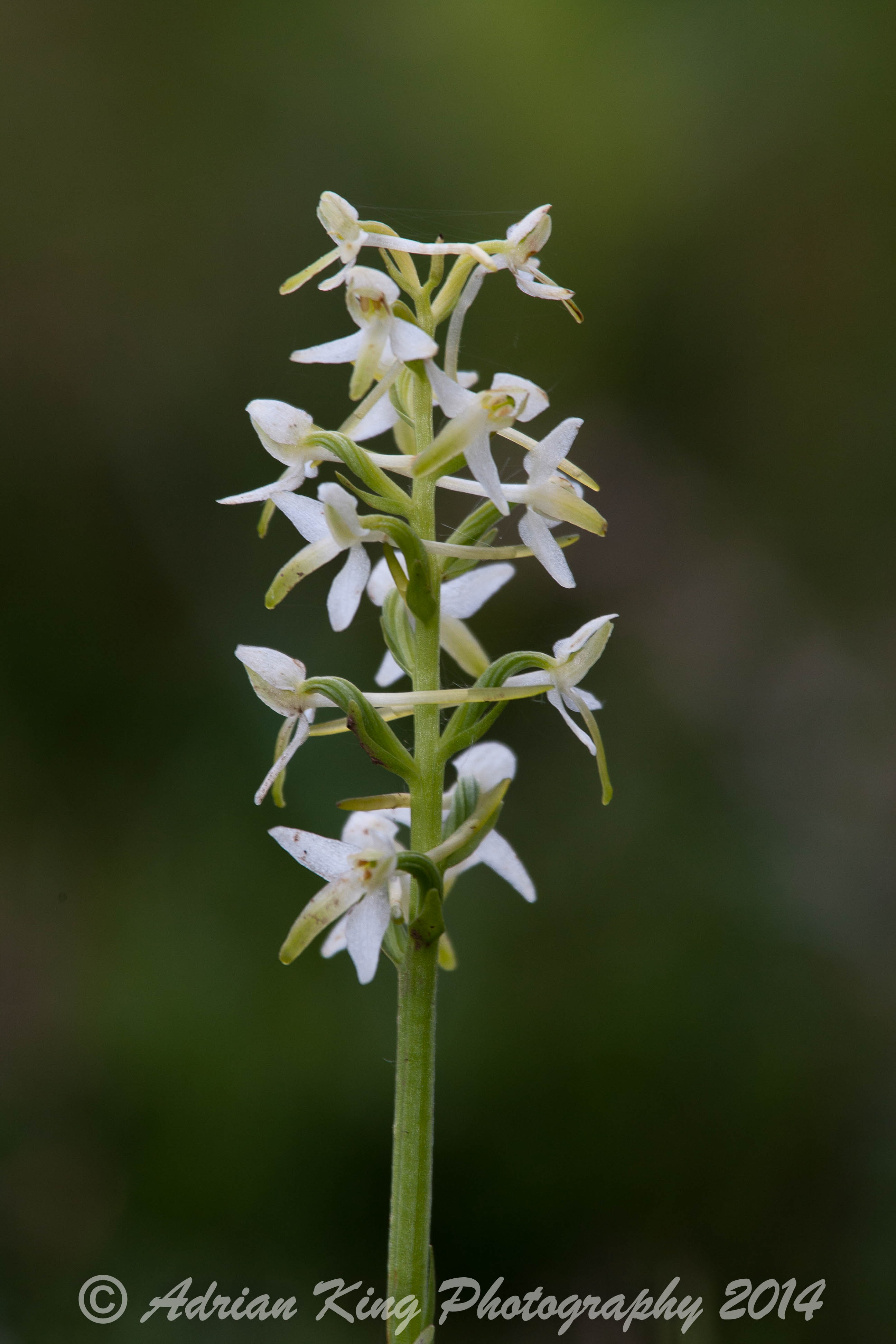 20140609_(Holmsley Orchids)_1900