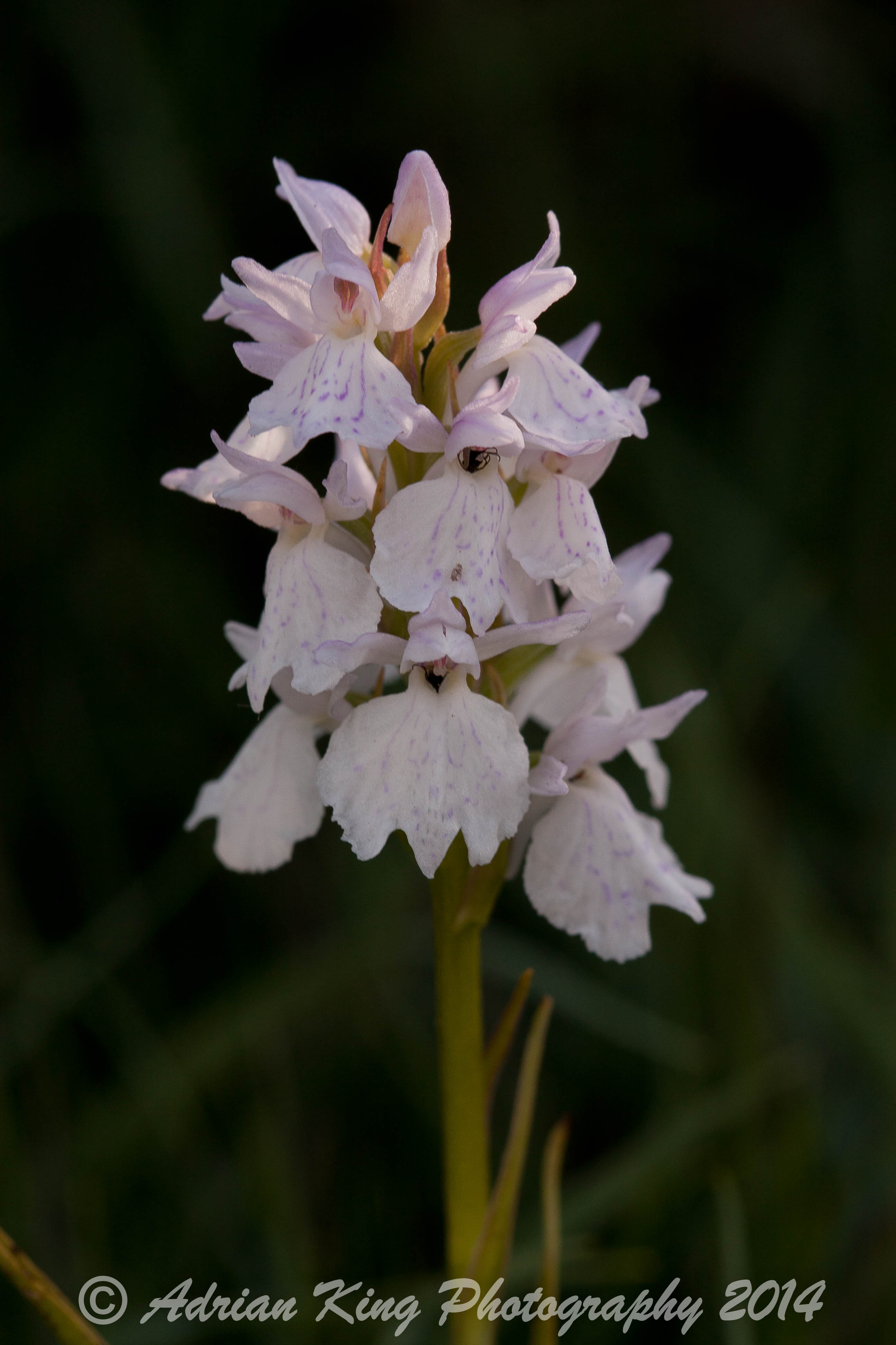 20140617_(Sway - Marsh Fragrant Orchids)_2333