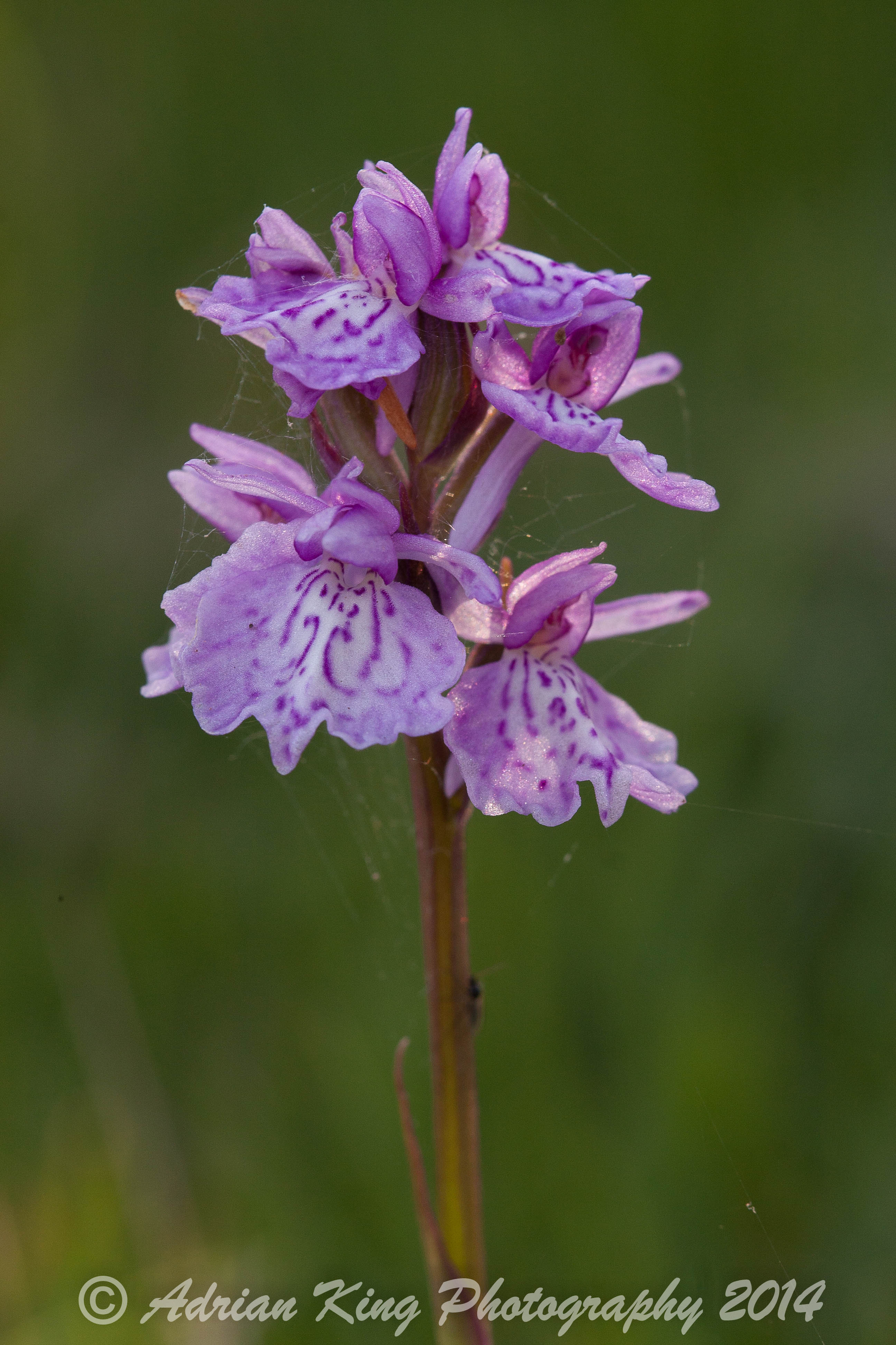 20140617_(Sway - Marsh Fragrant Orchids)_2342