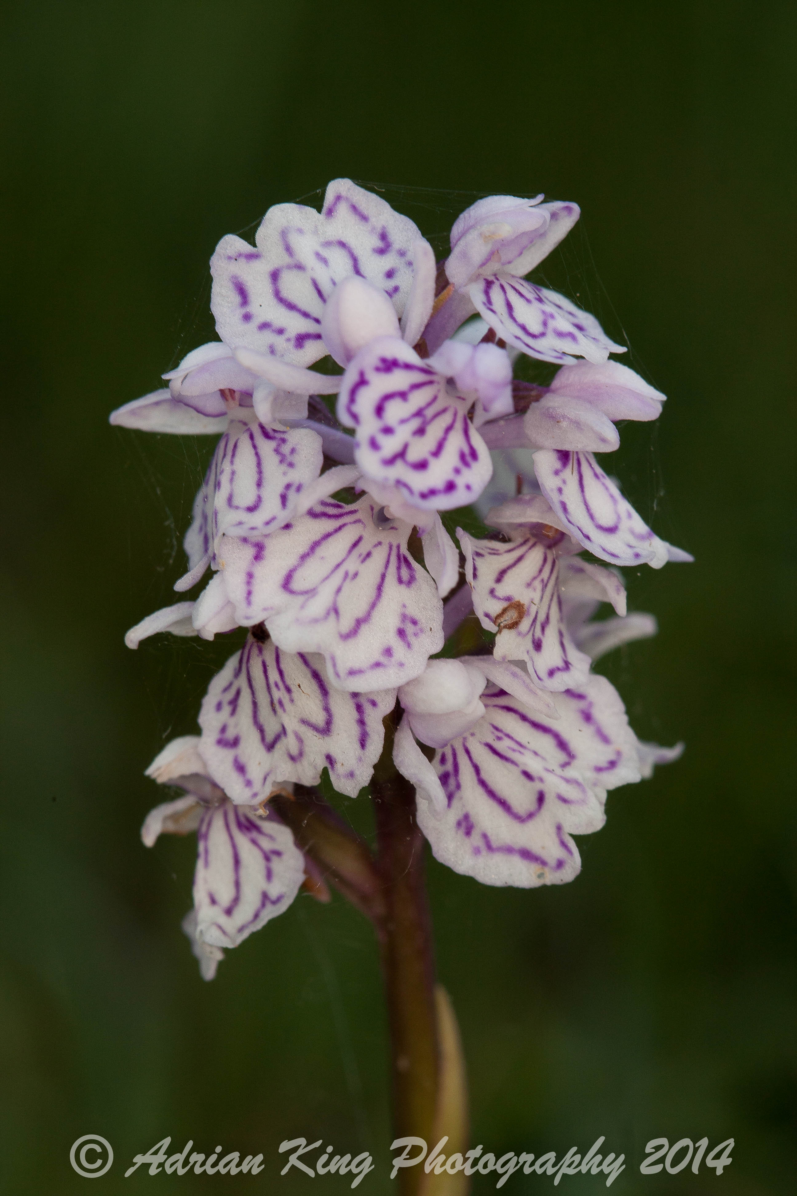 20140617_(Sway - Marsh Fragrant Orchids)_2385