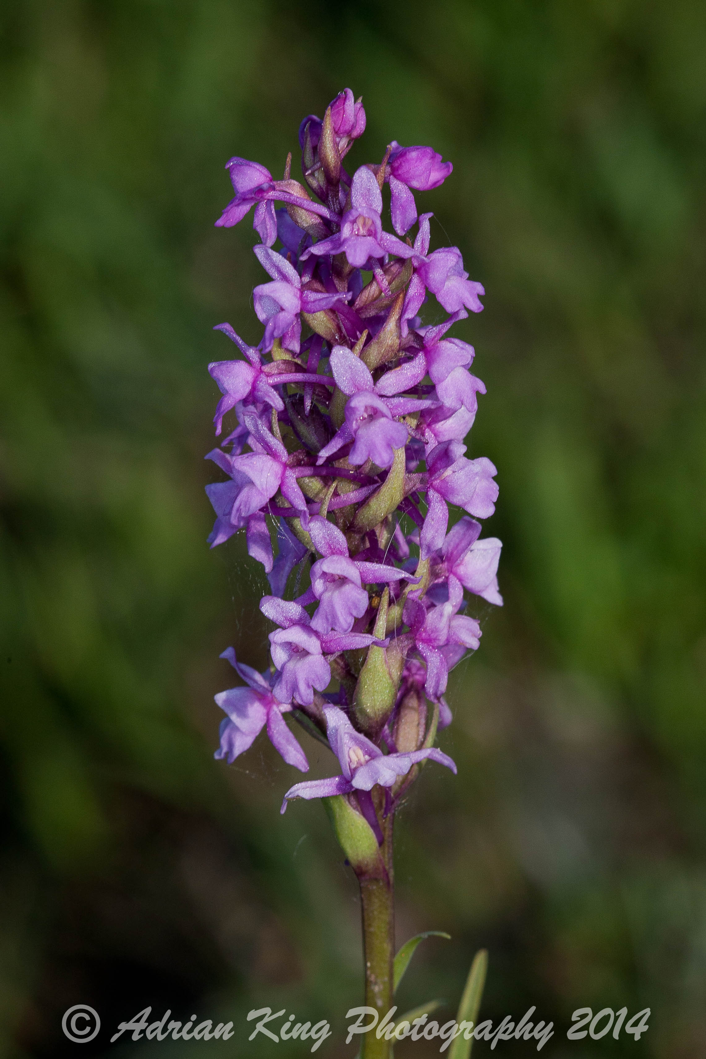 20140617_(Sway - Marsh Fragrant Orchids)_2413