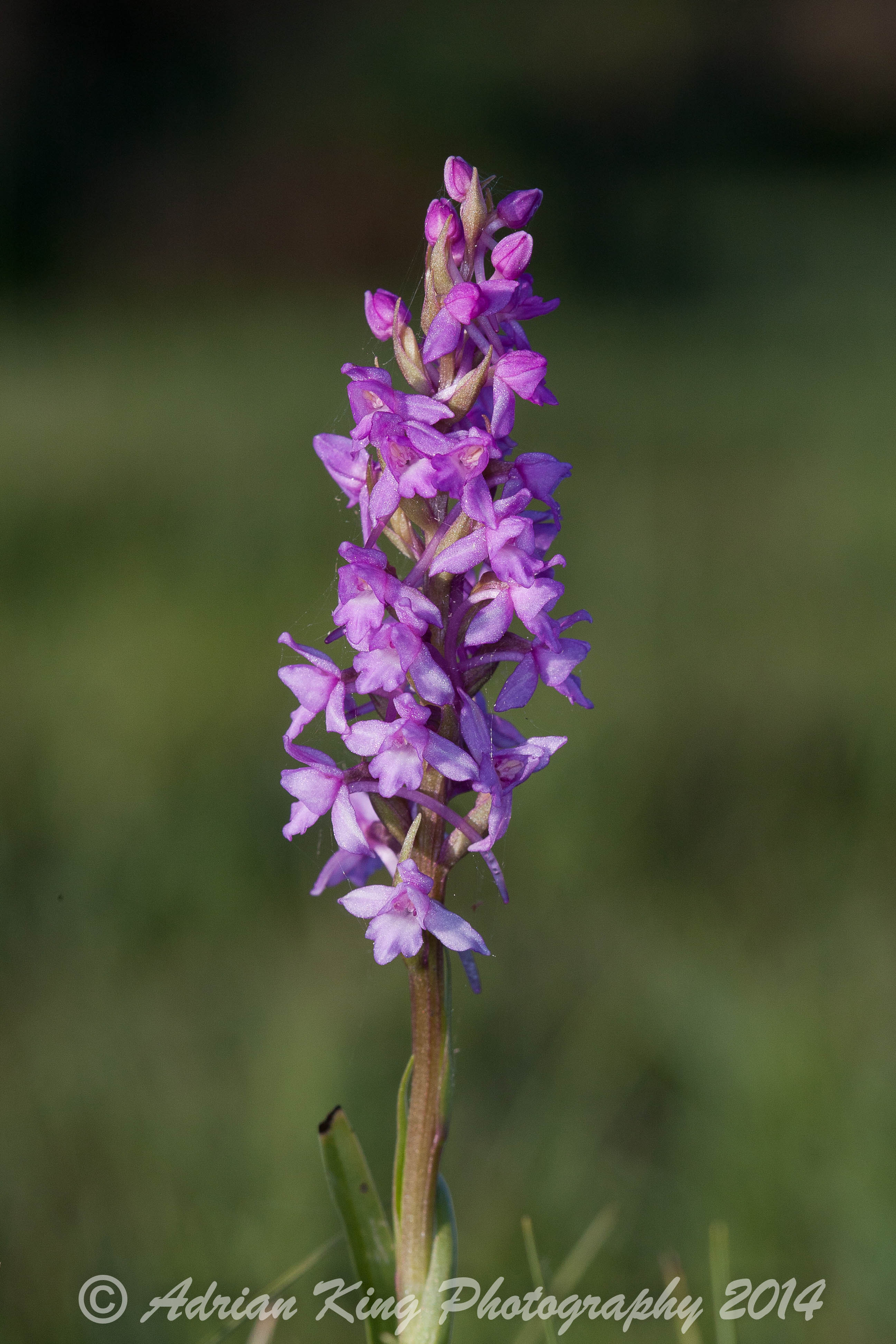 20140617_(Sway - Marsh Fragrant Orchids)_2420