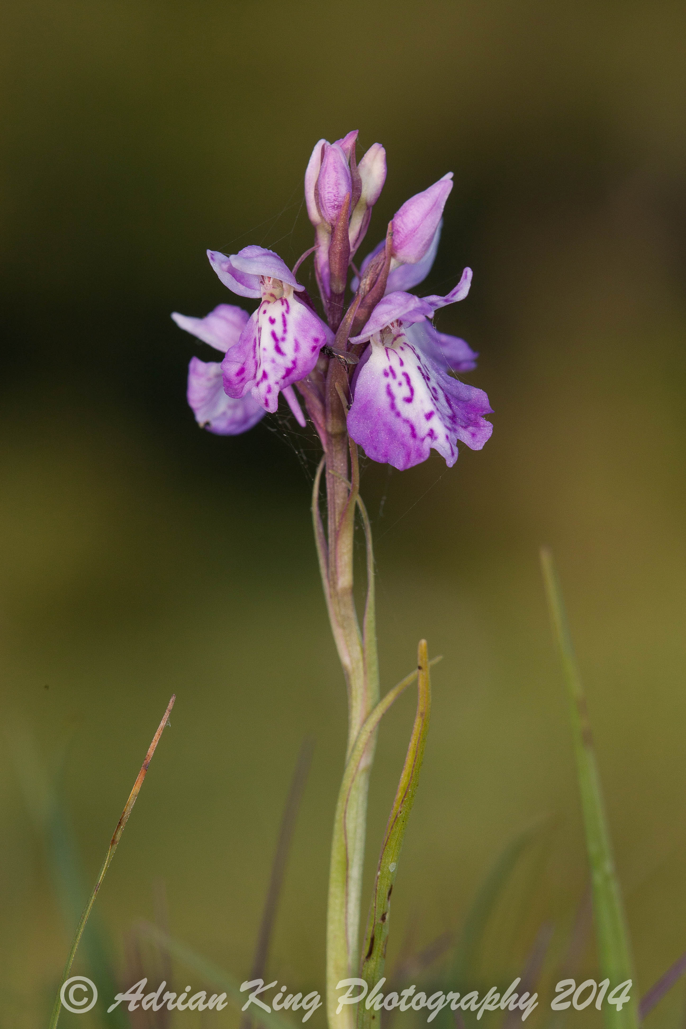 20140617_(Sway - Marsh Fragrant Orchids)_2429