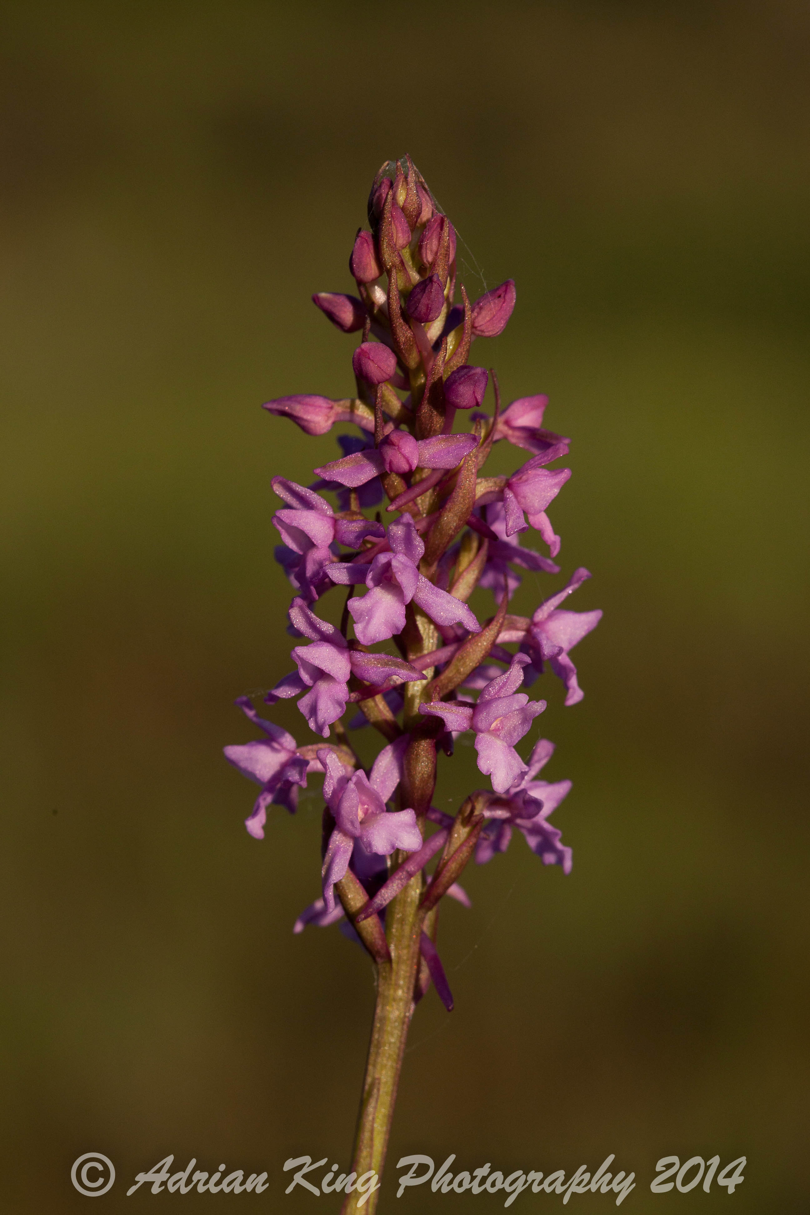 20140617_(Sway - Marsh Fragrant Orchids)_2433