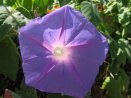 Morning Glory Flower