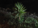 Floodlit Yucca