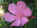 Oleander Flower