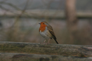 Slimbridge