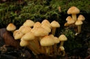 Sulphur Tuft