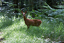 Roe Deer