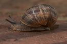 Snail