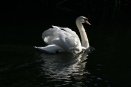 Swan